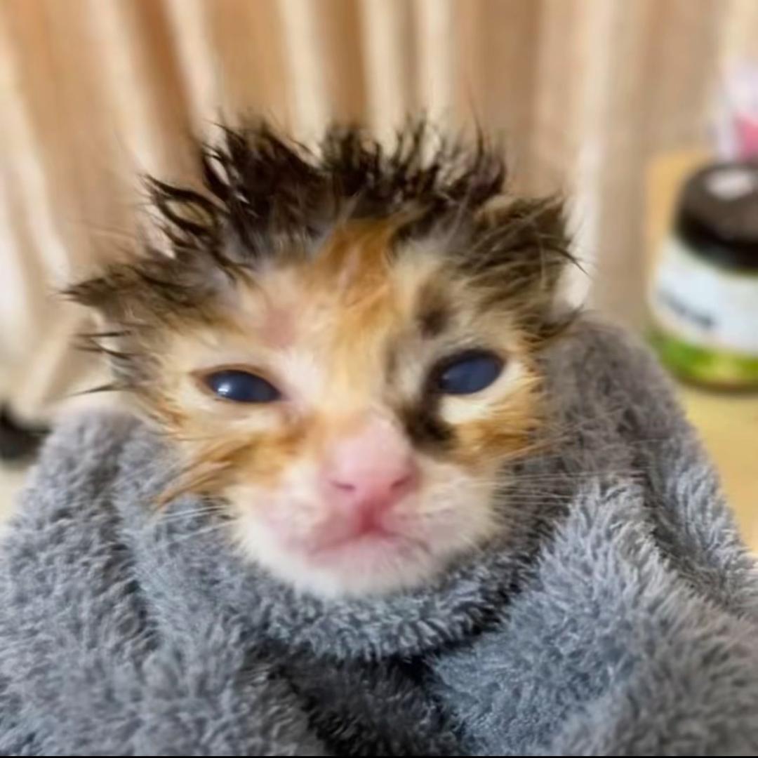 茉莉奶绿三分糖加椰果