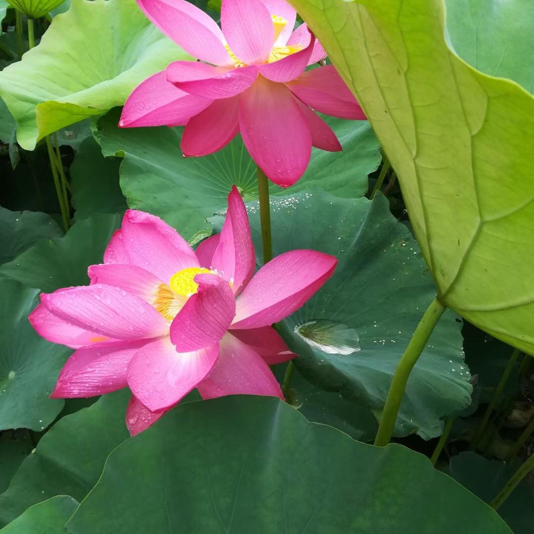 开心糖果