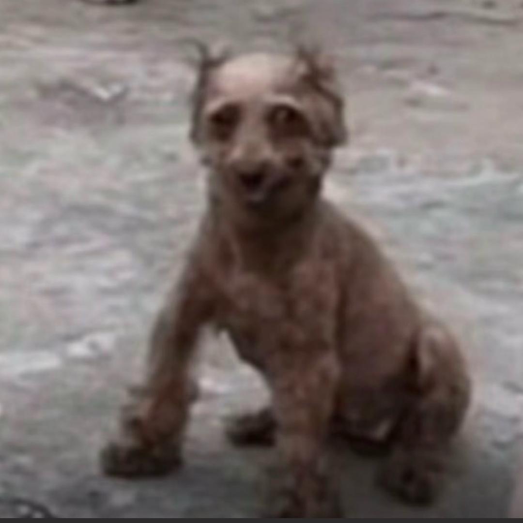 摸摸哥