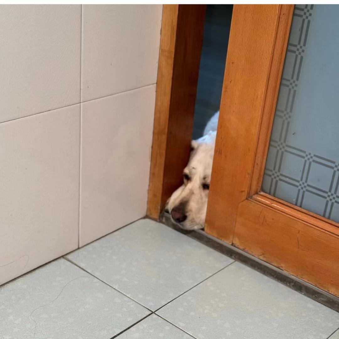 ૢɞ元宝是一只拉猪🐽