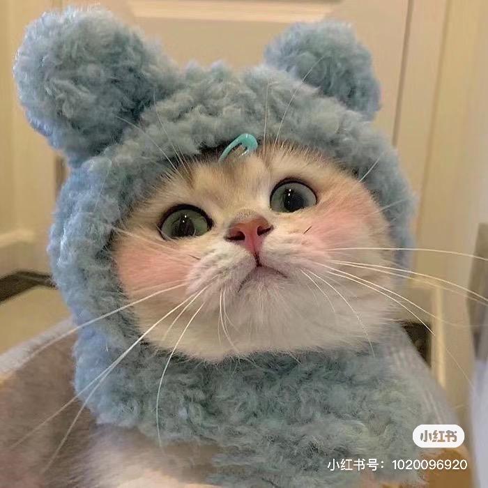小猪