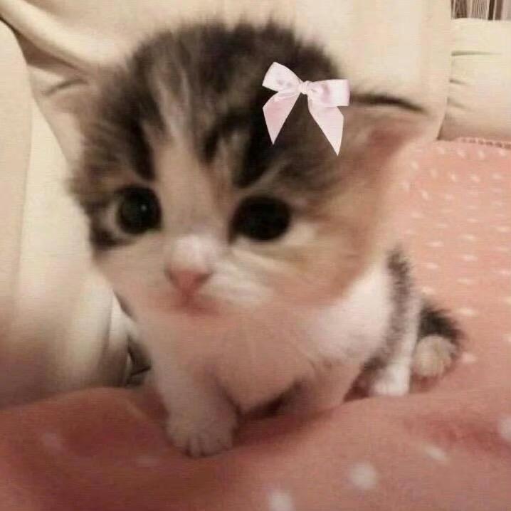 鱼真