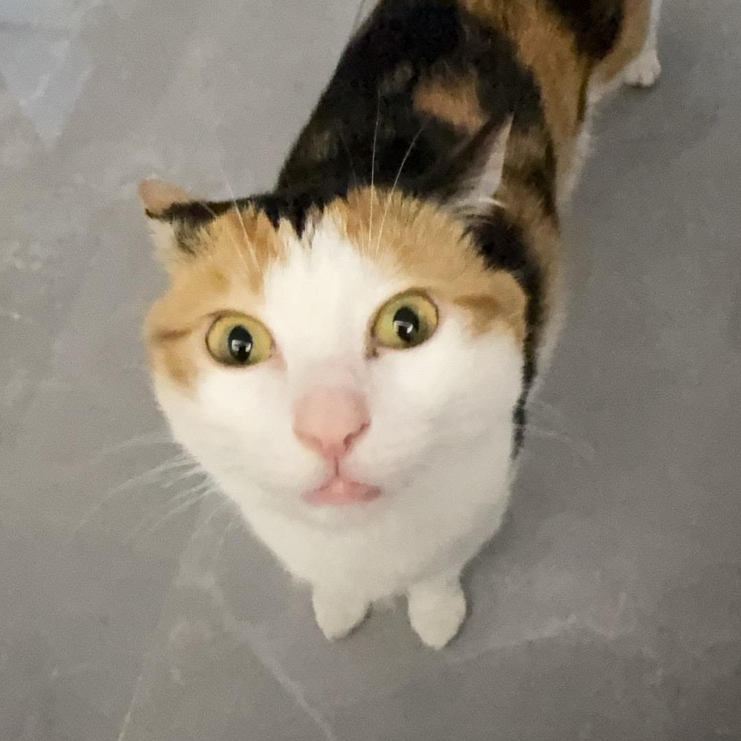 超级蠢猫