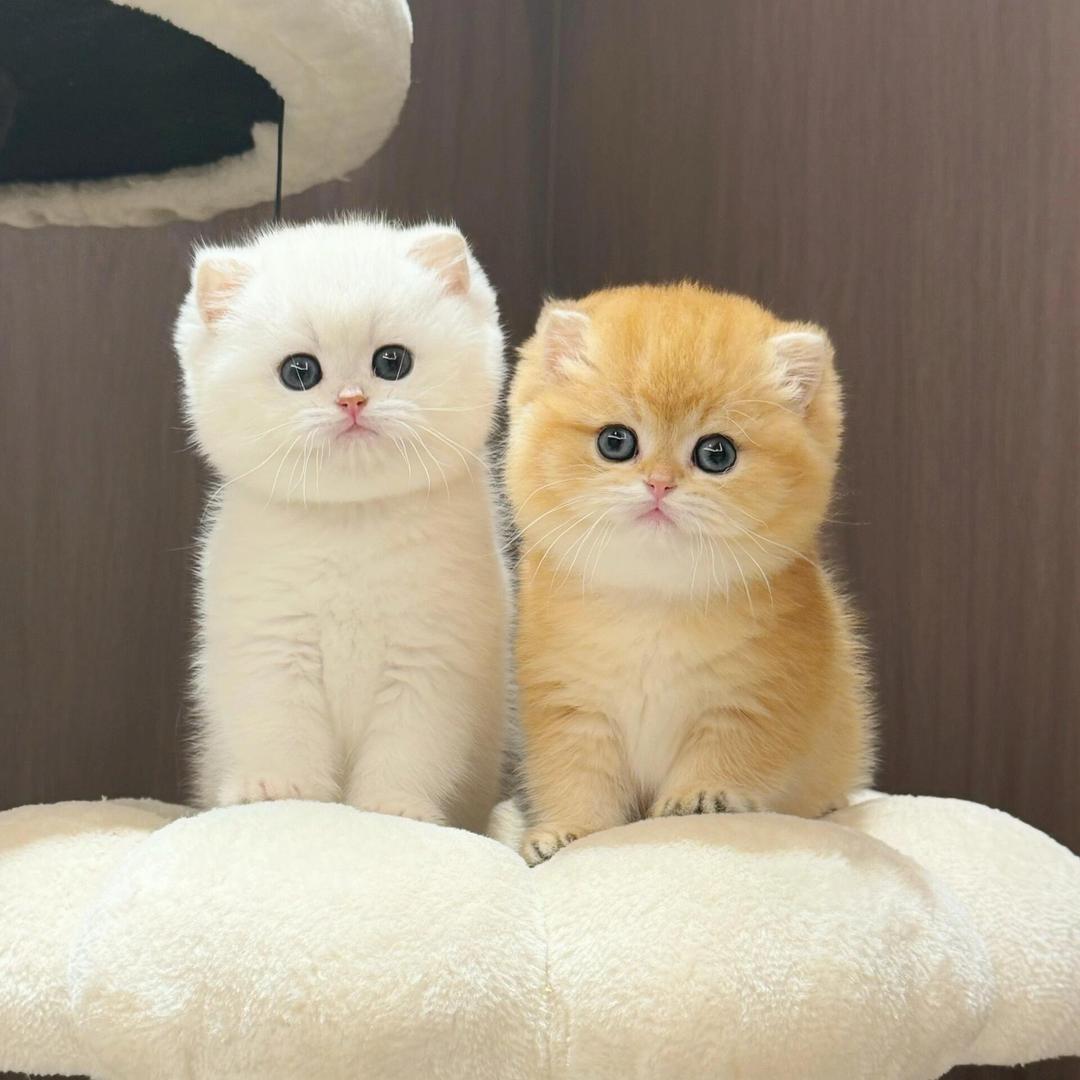 无良养猫人～昆山