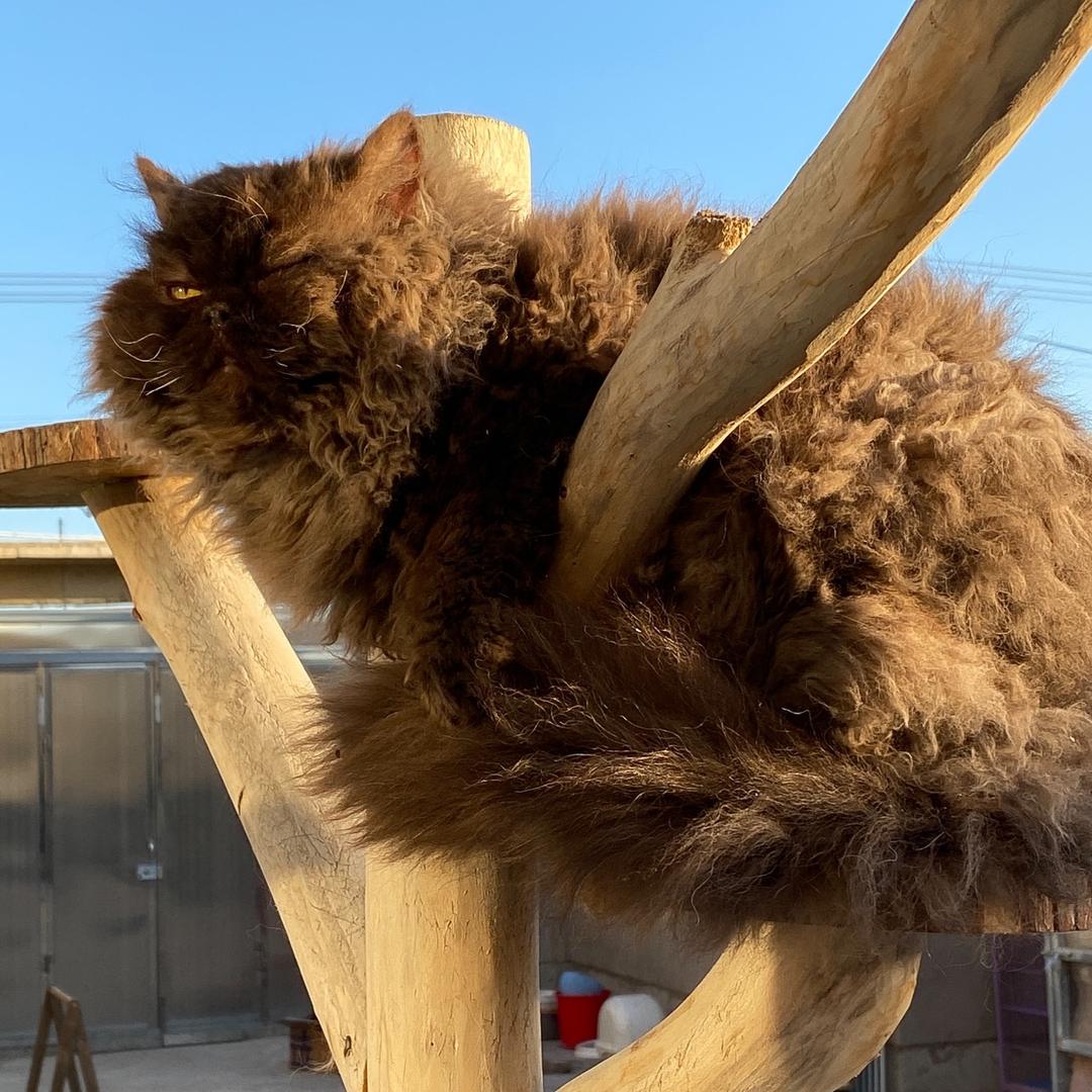 一宅一院一群猫🐱
