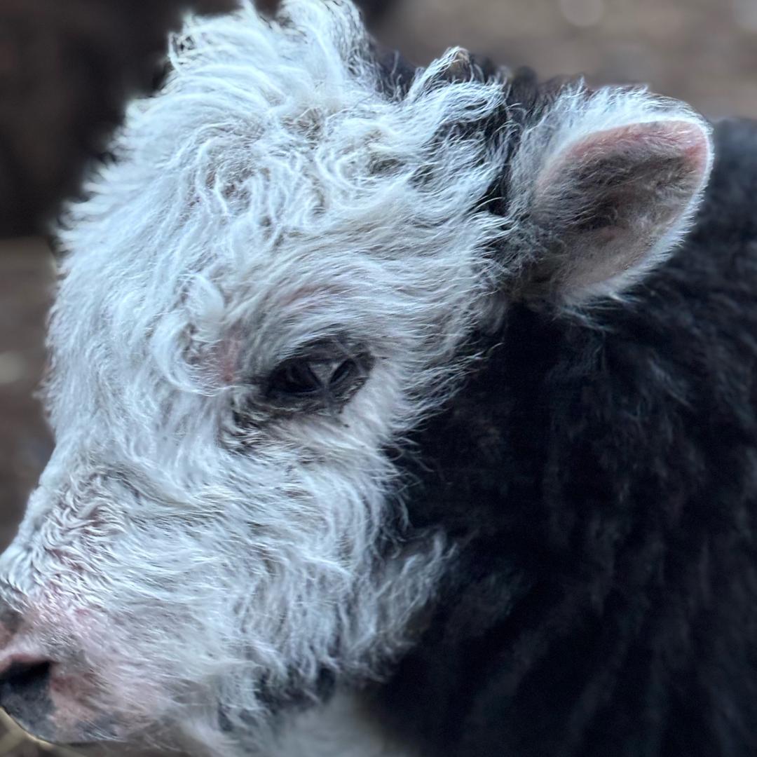 黄河之源冬虫夏草