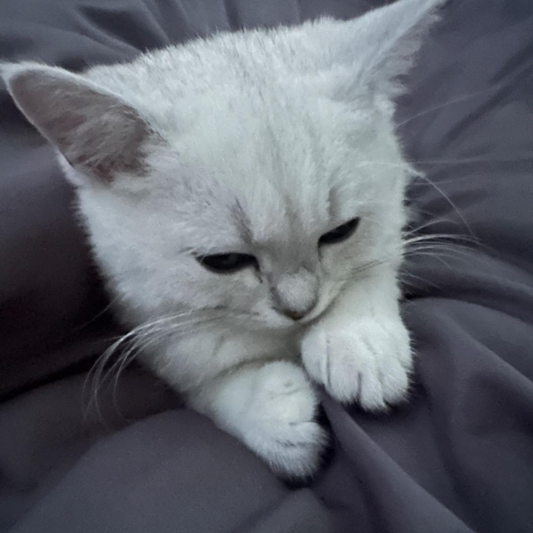 不吃了