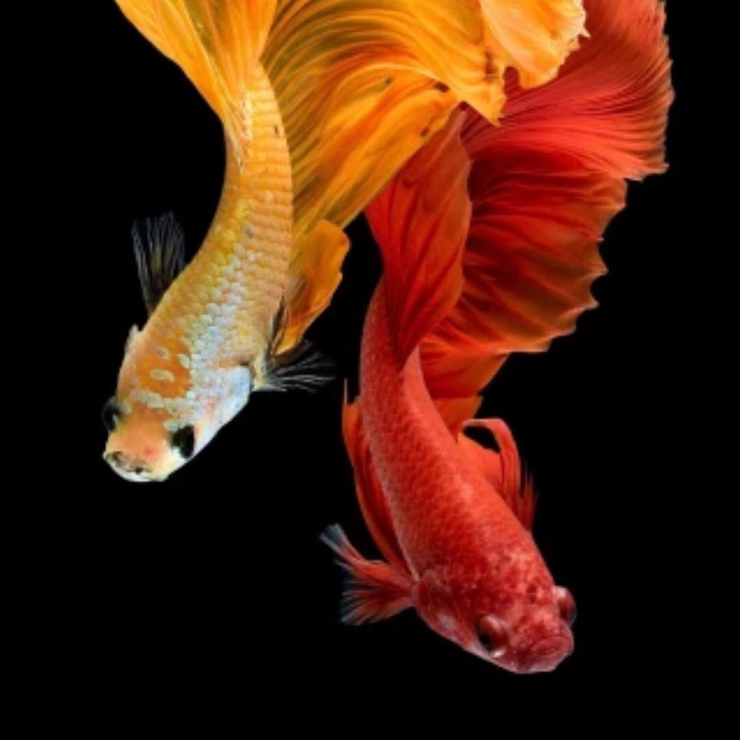 抽烟因为烟不乖