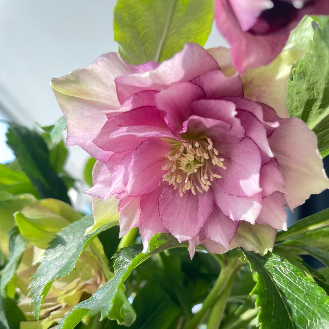 揽月种花