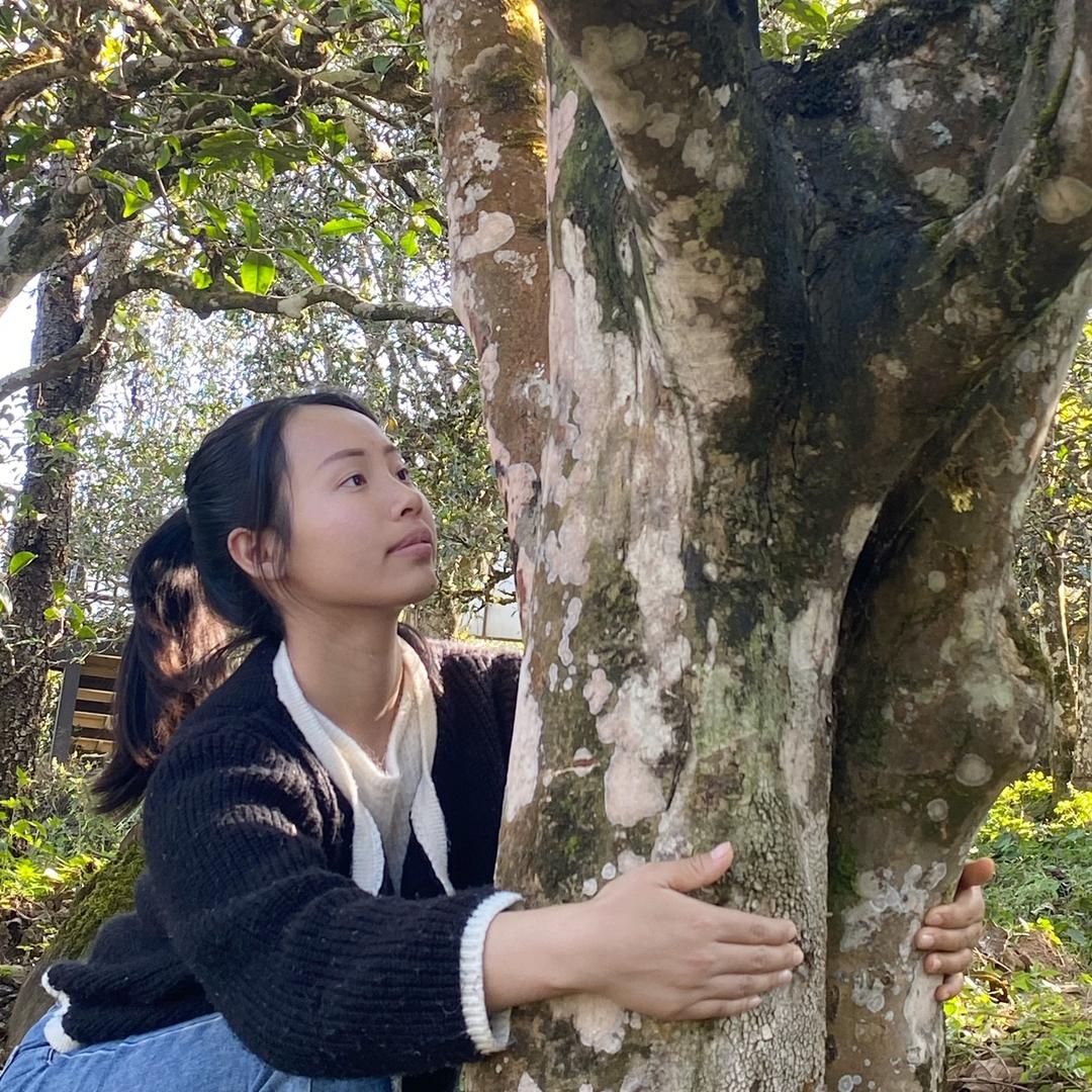 阿土家的古树茶（昔归茶区）