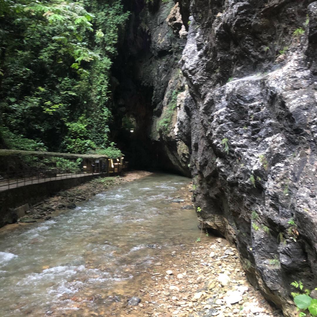 ………………🐷