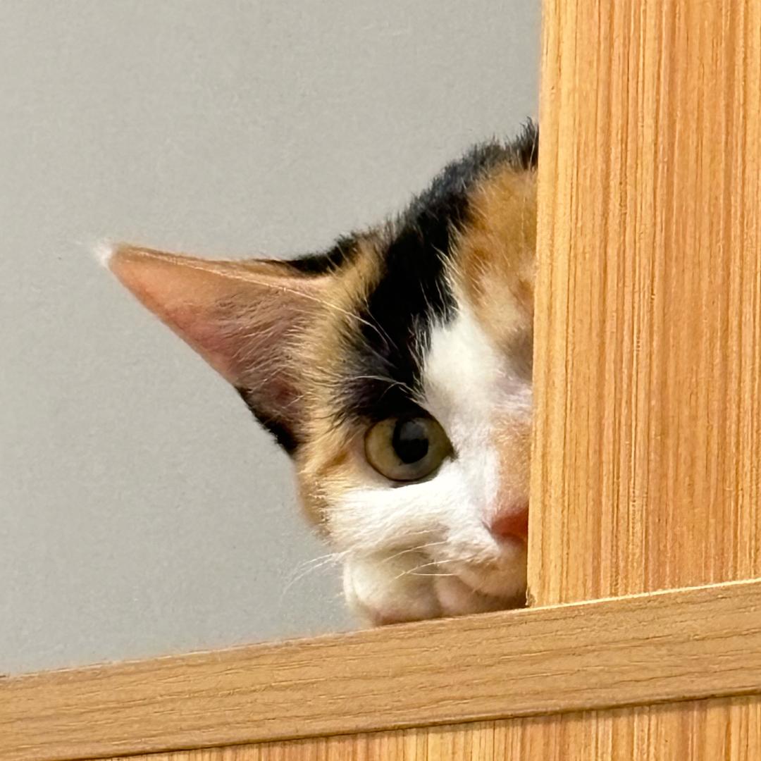番薯