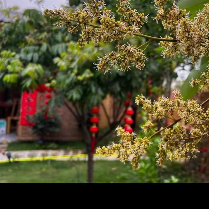 阿才小院