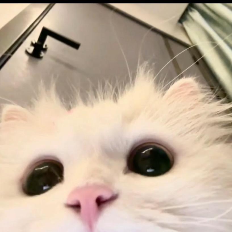 😼