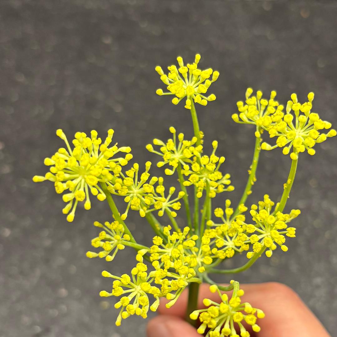 小孬子的日常