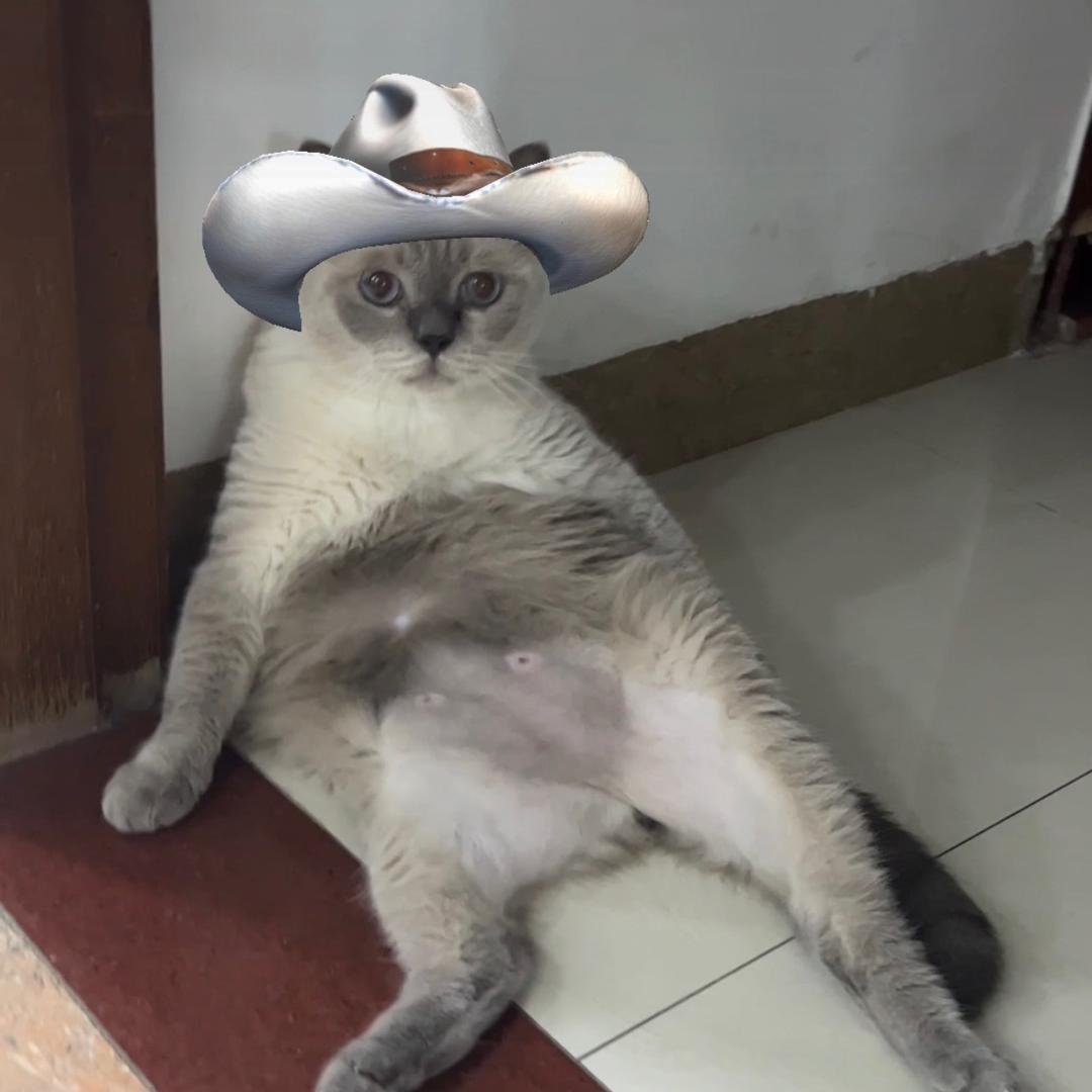 蓝宝很乖