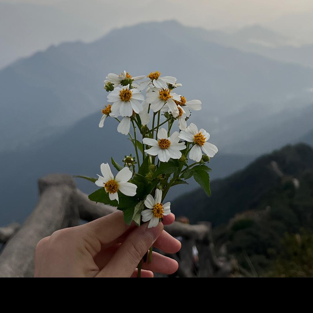 棉花丫丫