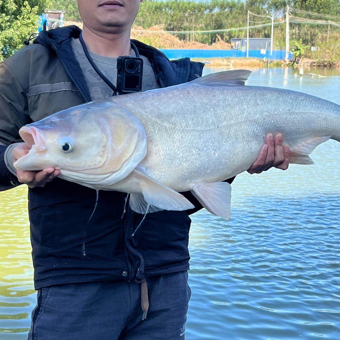 何同学爱钓鱼🎣