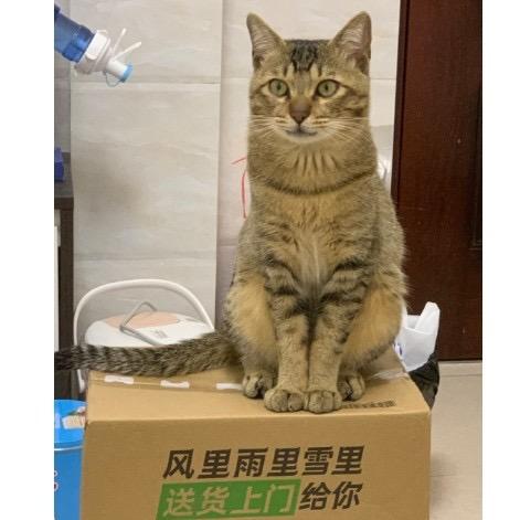 闹仔与弯仔🐈‍⬛🐈