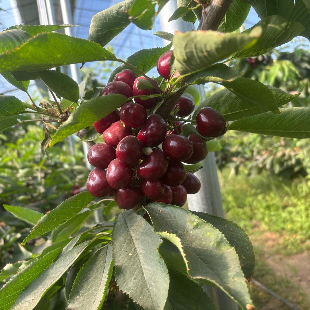 阿锋 （果蔬代收代发）