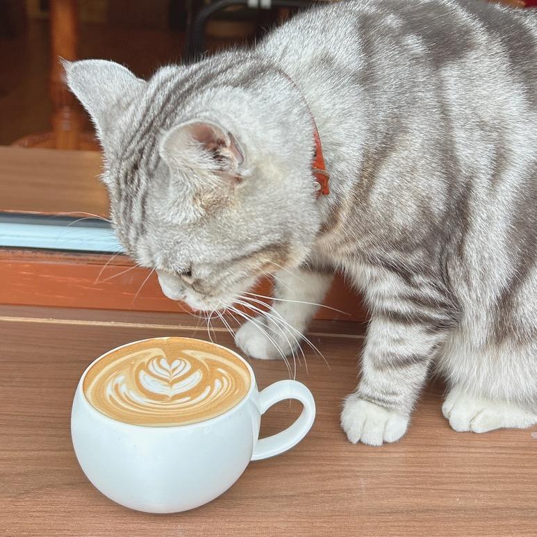 毛师傅咖啡 | 猫猫教教主