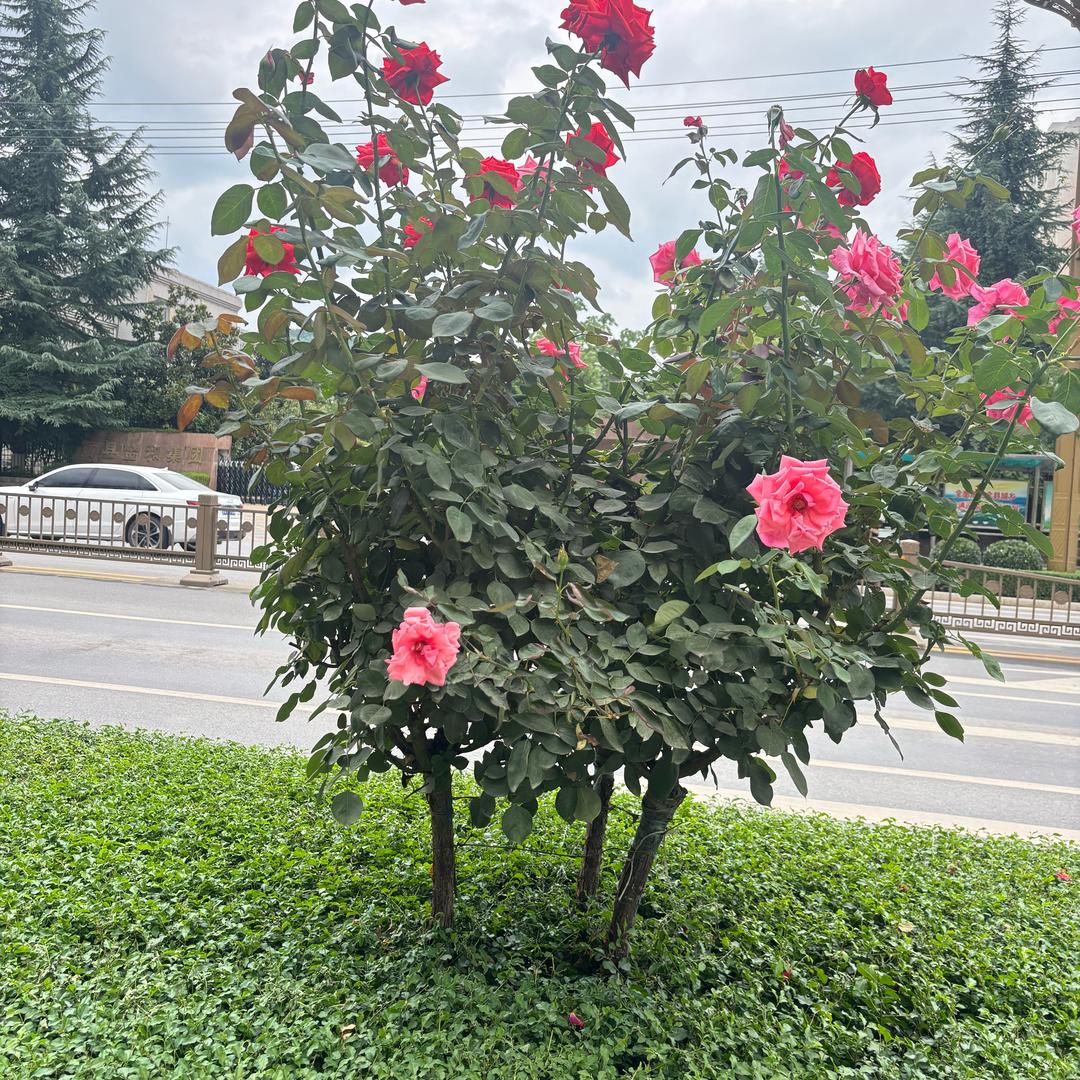 三姊妹（晚上8点50分）首播