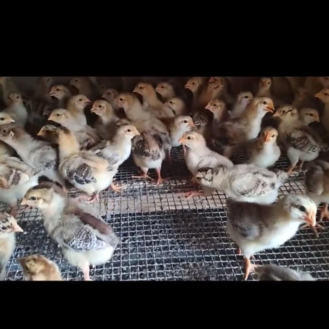 渠县付氏养殖，专注脱温鸡苗