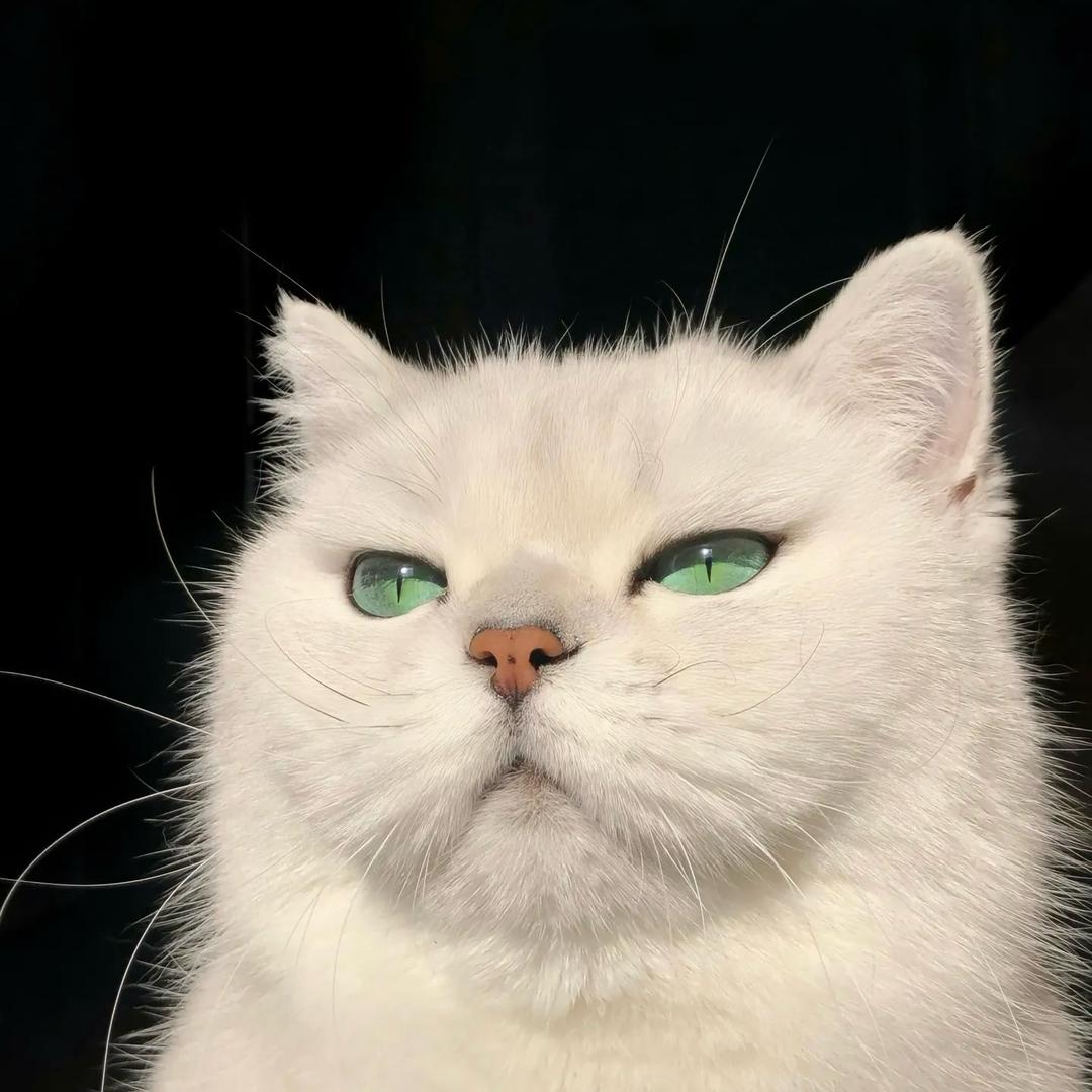 旁观者. 秋北先生