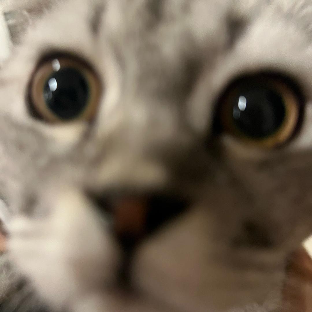 本本白