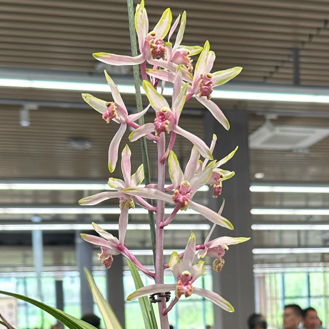 西施兰 花