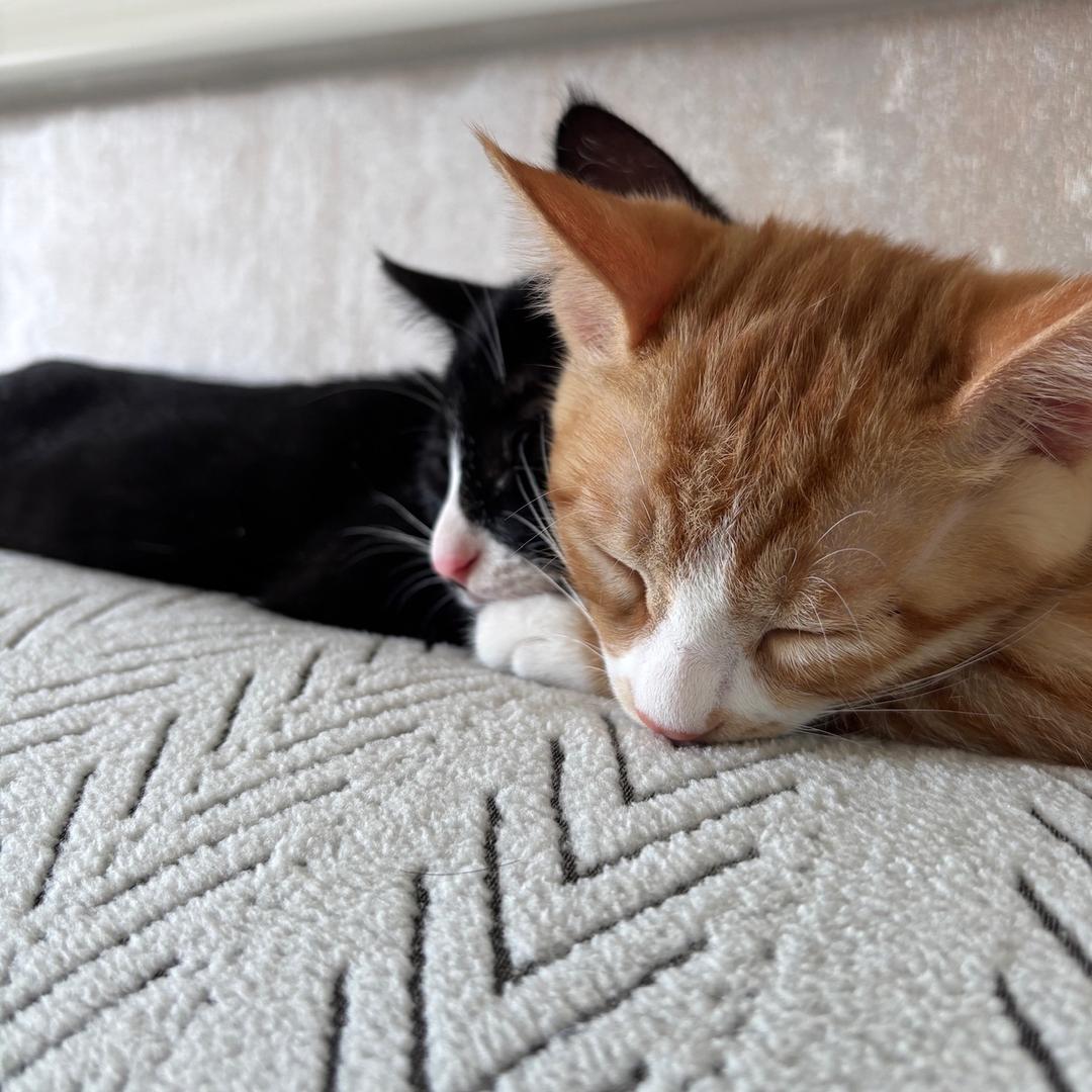 黑皮的成长日记🐱