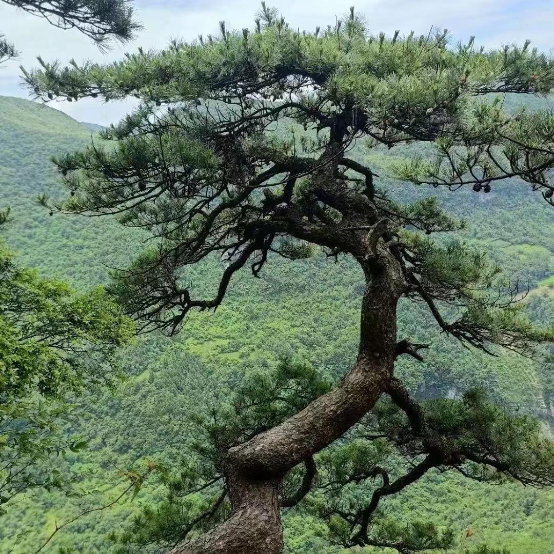 老松艺园