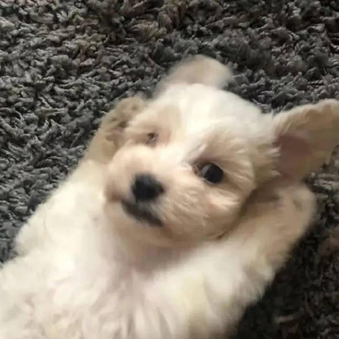 九九(三角洲版)