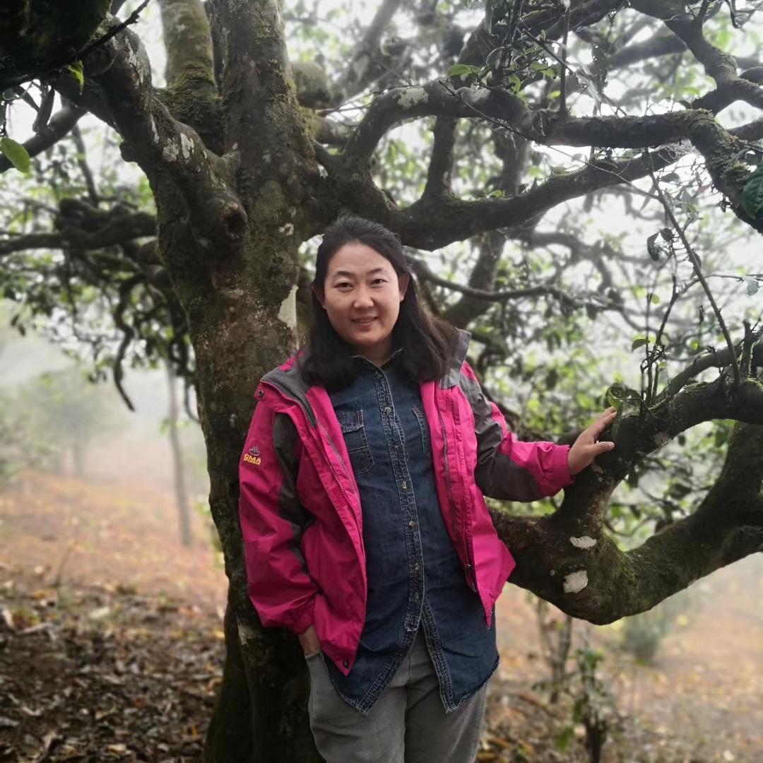 滇红茶小毅