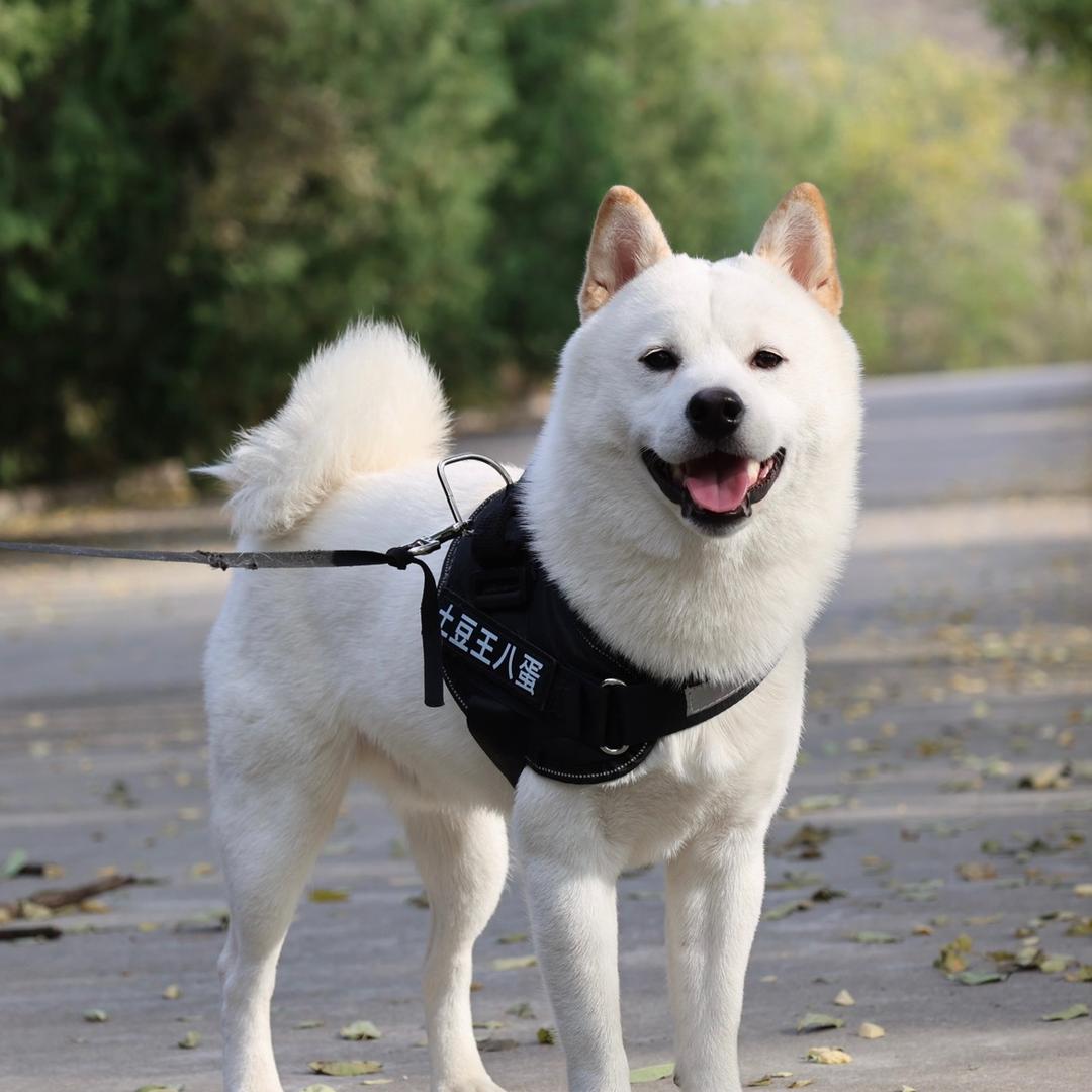 柴犬土豆