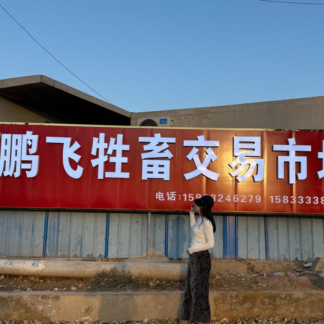 定州鹏飞驴马牛交易市场-莹妹儿