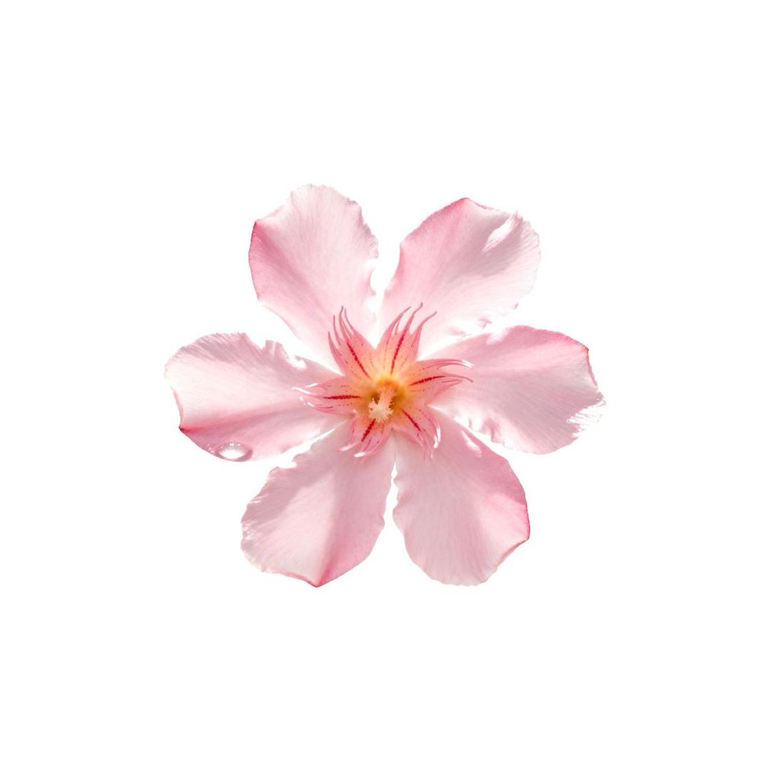 T.