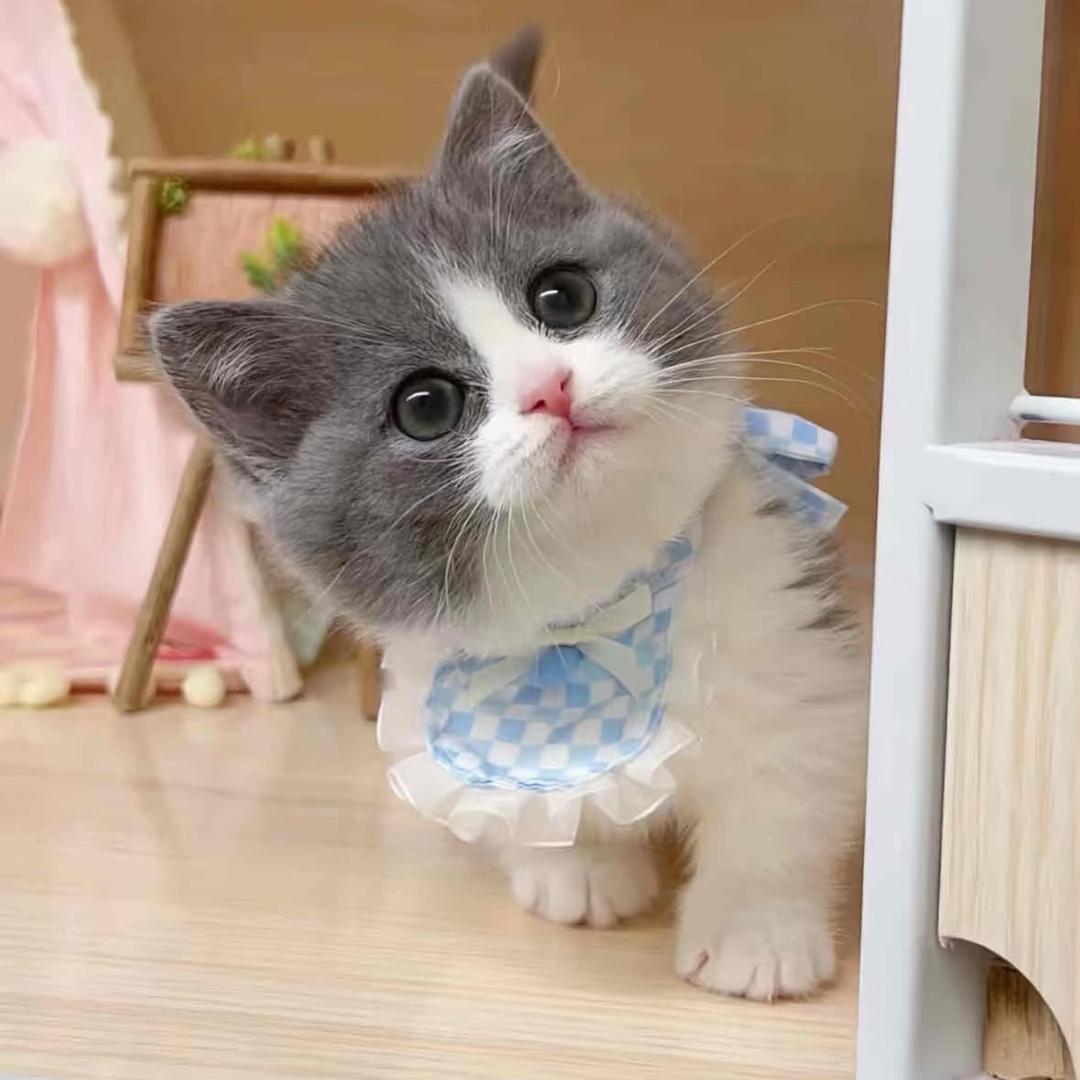 深圳大型宠物猫舍基地