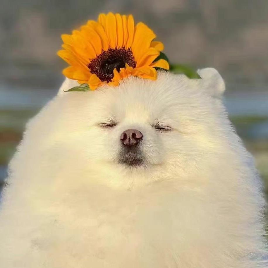 ༺昭昭᭨ᮩ如愿