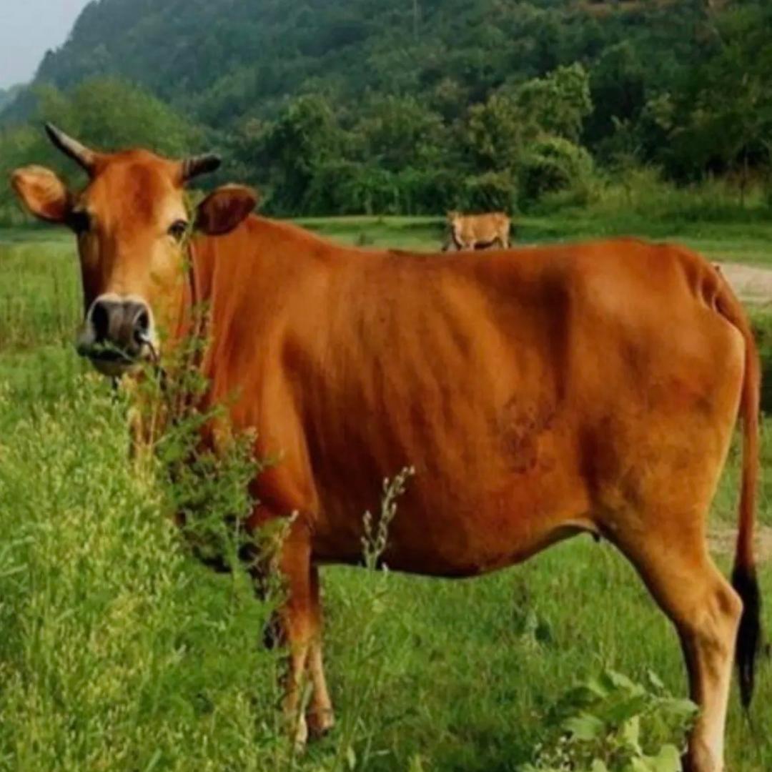 二小牛羊肉
