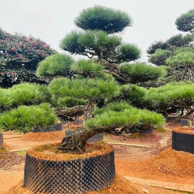 本景黑松