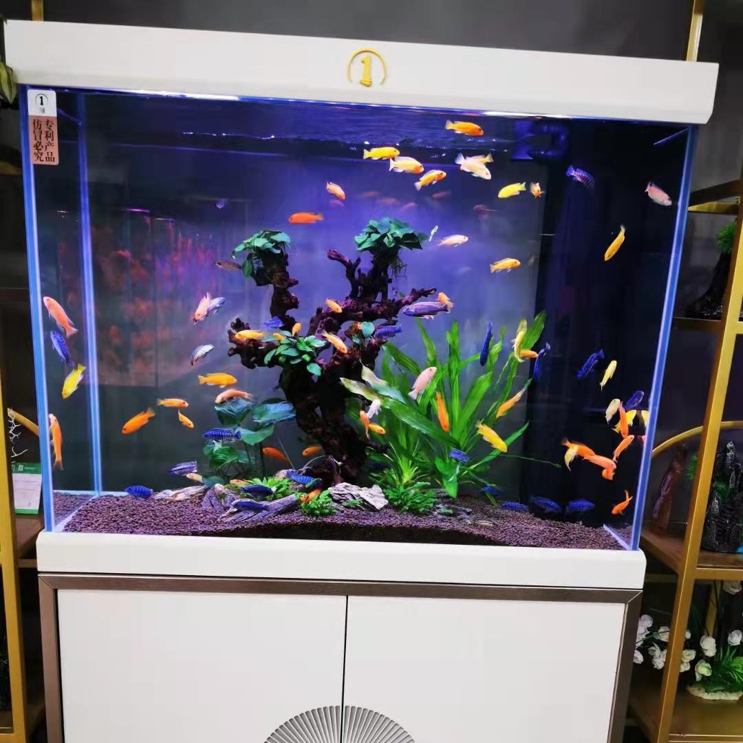 萌宠遇见它