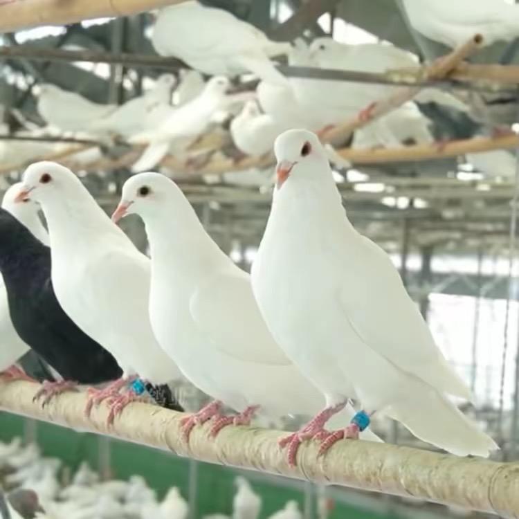 大成鸽业