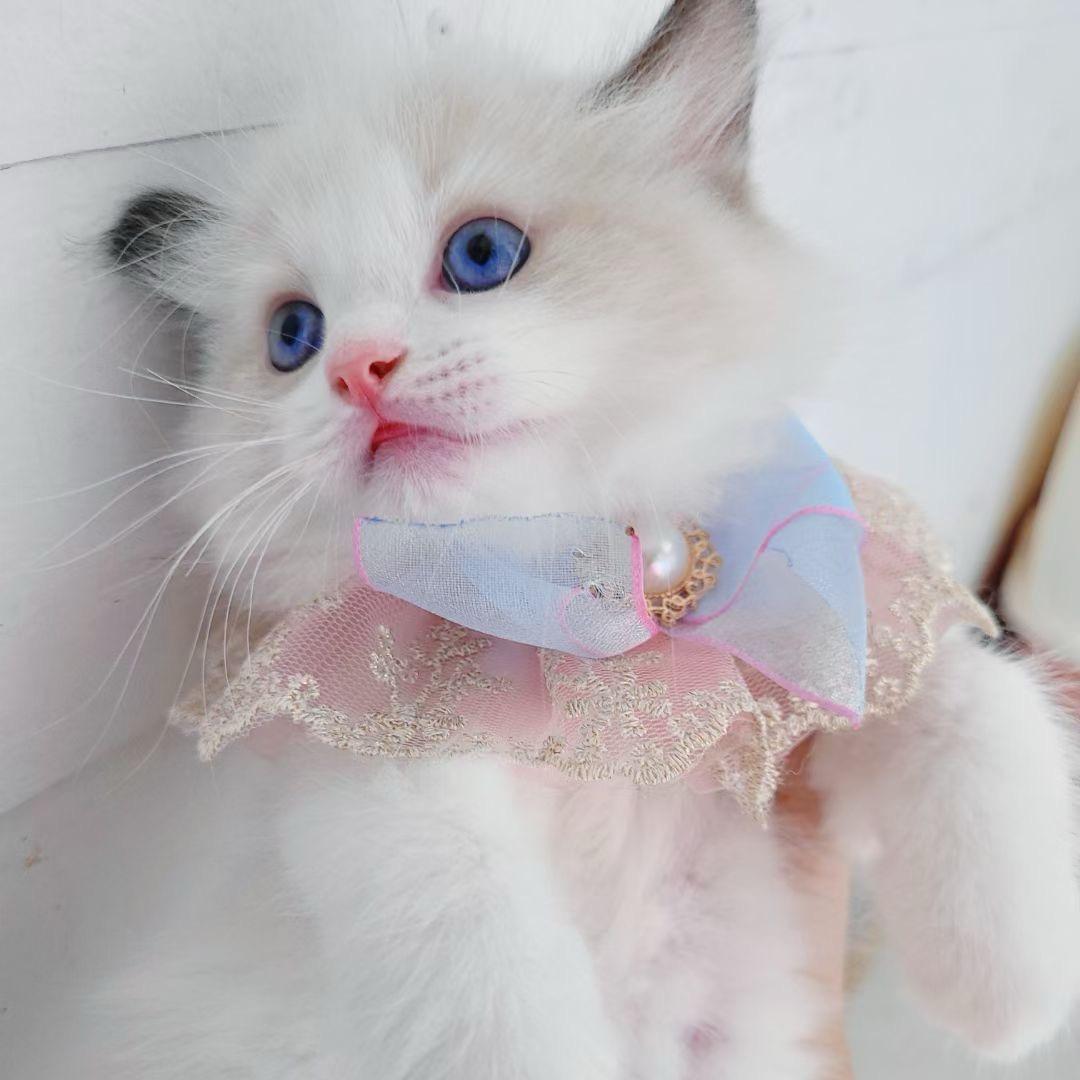 宠爱有家（全品种猫鉴定）