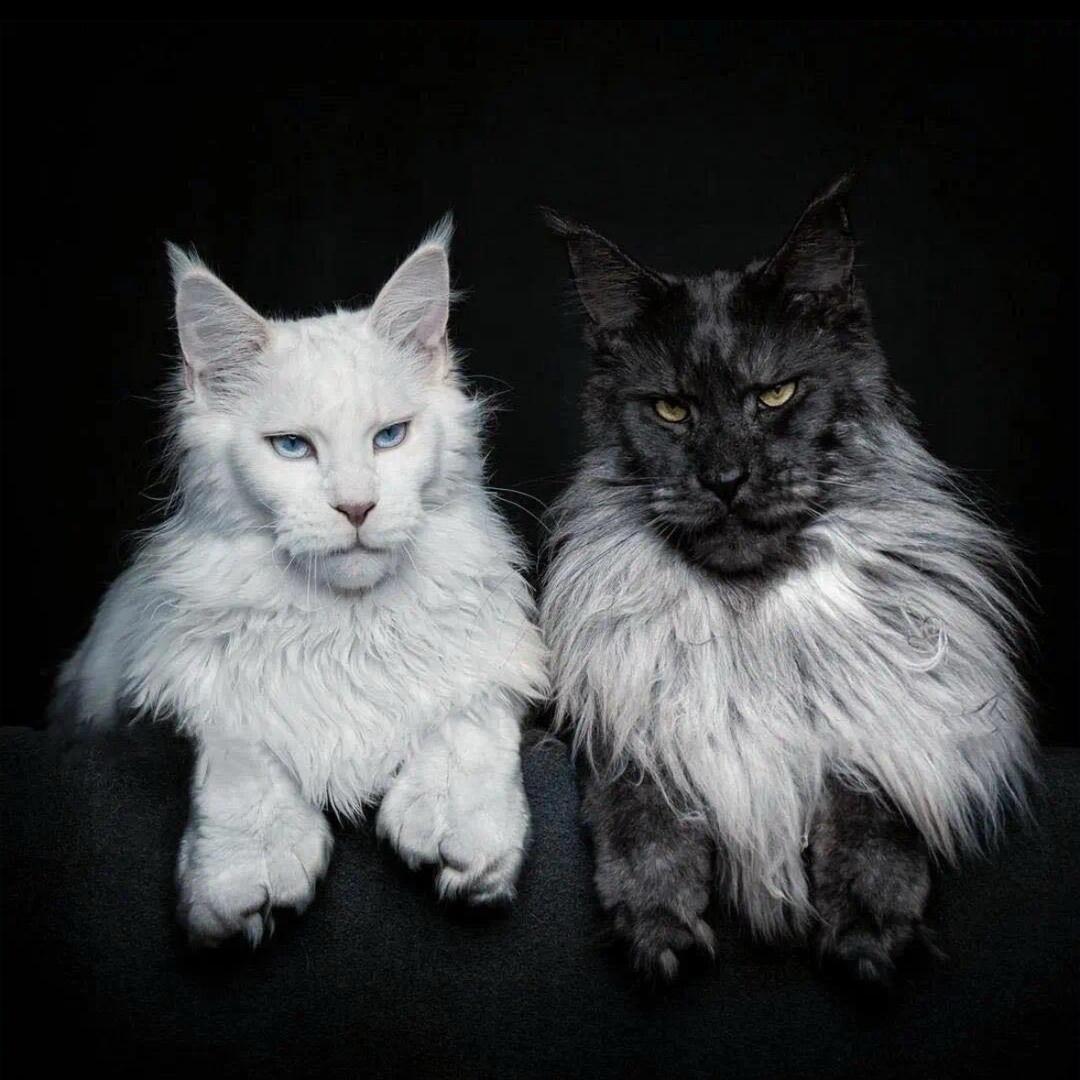 老赵讲猫-猫小姨