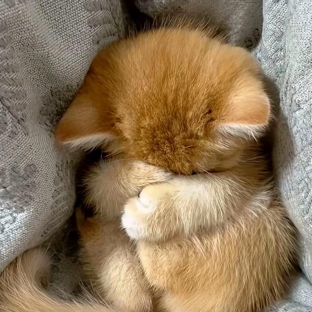 小猫打呼噜oᐝ
