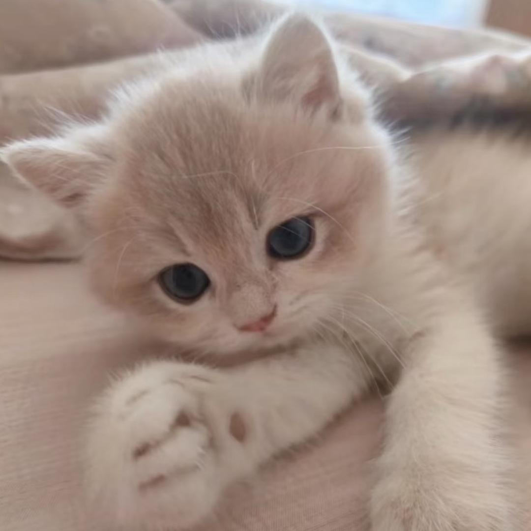 刚刚是小猫在线