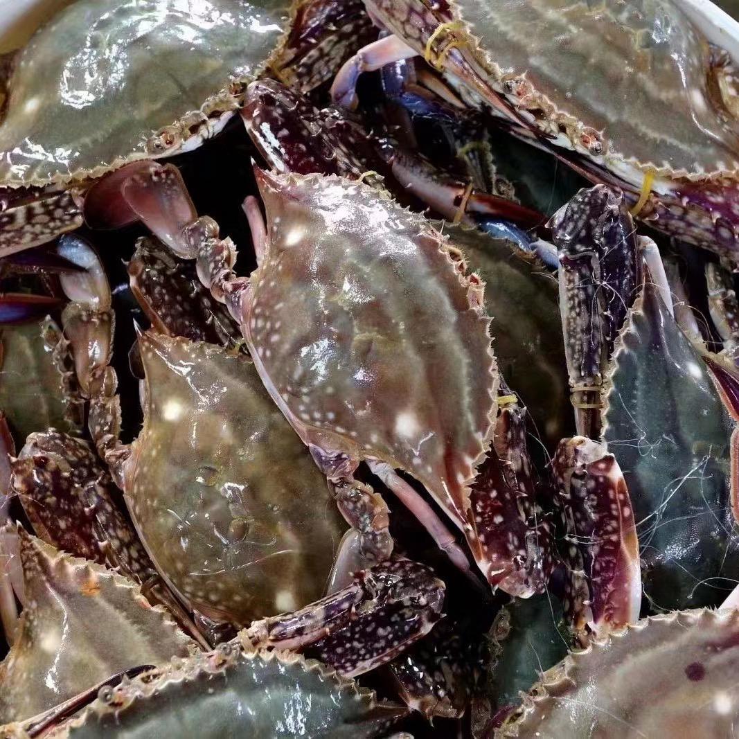 @阿钢（渼程果业）浙江台州