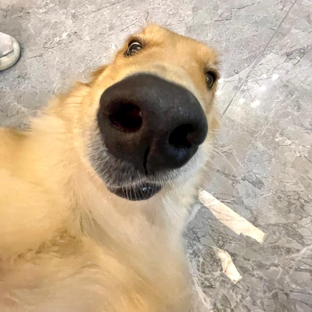肥猪摄影