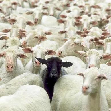 小陈🐑